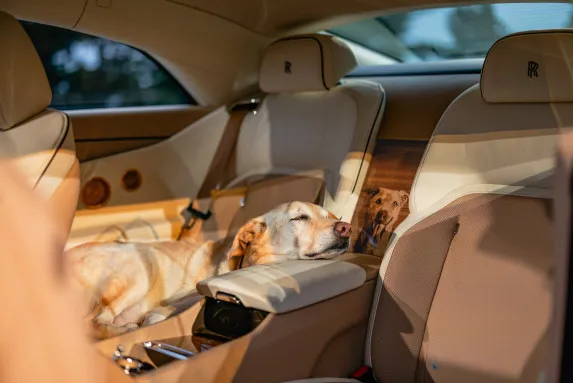 Rolls-Royce Spectre Bailey: A Joyful Tribute to a Beloved Dog