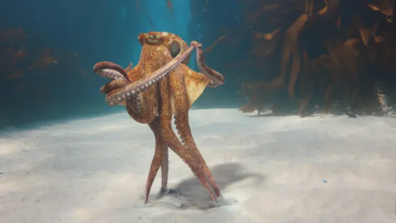 BMW Unveils Heart of Joy Control Unit with Dancing Octopus Campaign