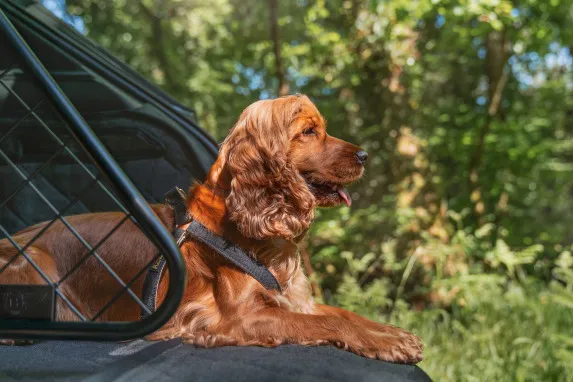Bentley Bentayga Luxury Pet Accessories | Auto Trader UAE