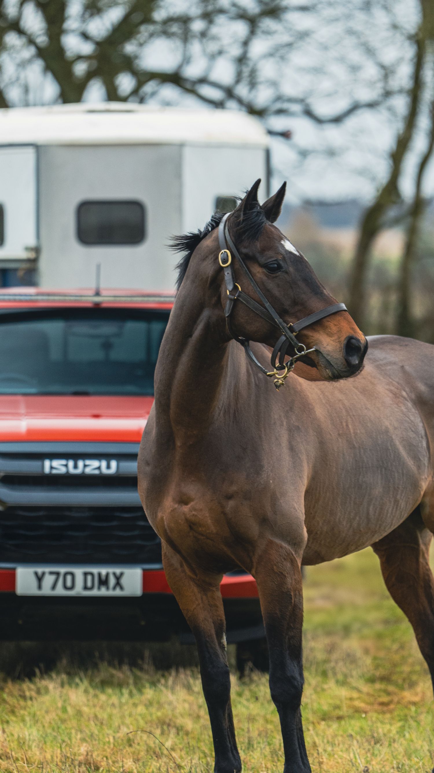 Isuzu D-Max Partners with Point-to-Point Racing: A Perfect Match for Equine Enthusiasts